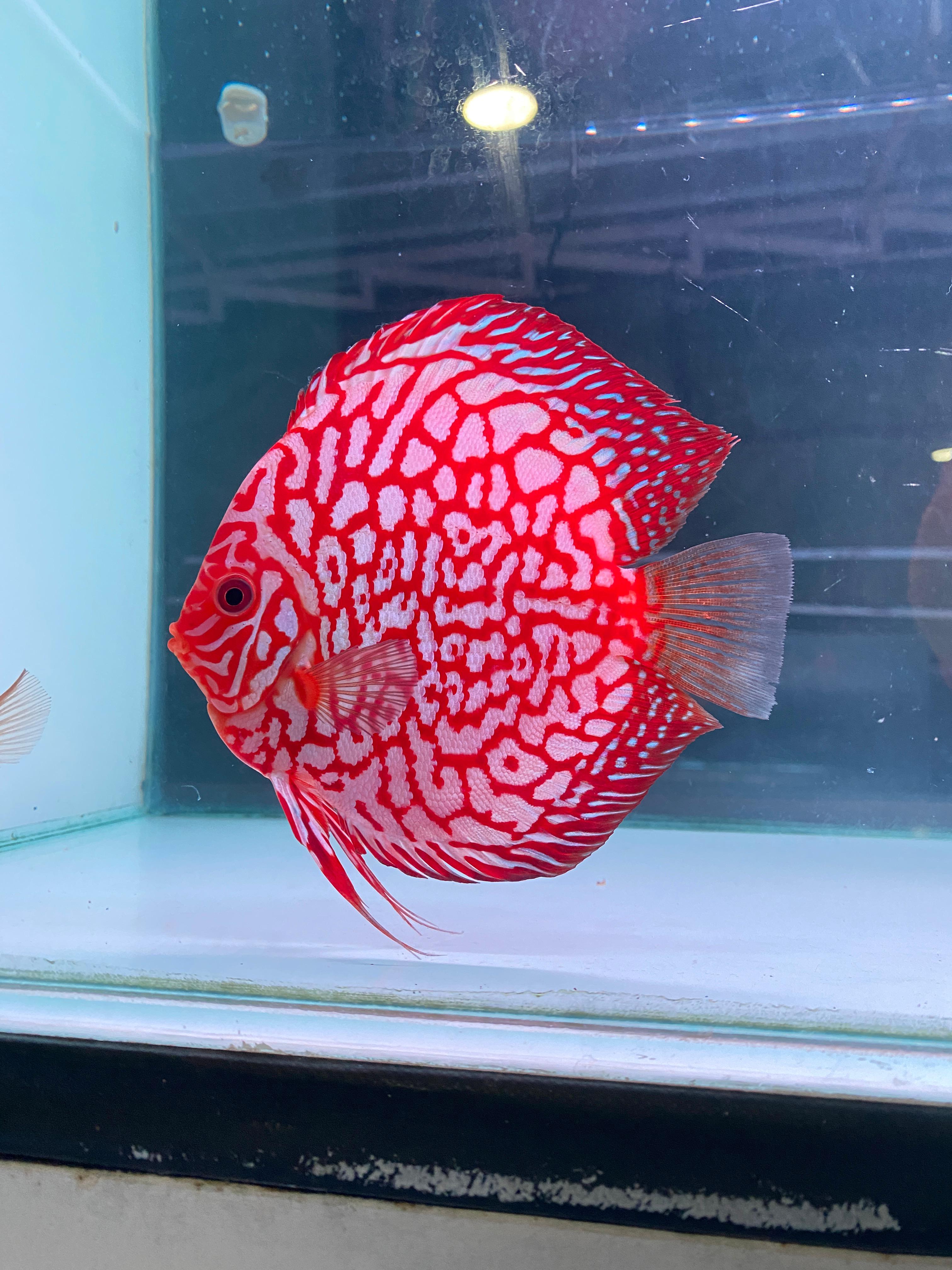 Kontes Discus